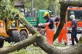 Feuerwehr_Baum   013